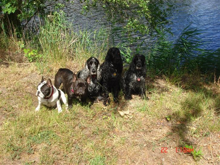 Fransk bulldog Anna-Bell billede 14