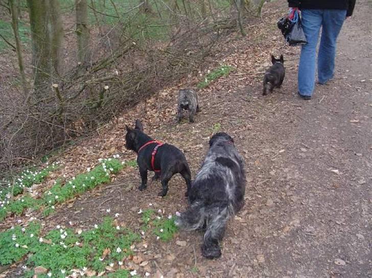 Fransk bulldog Anna-Bell billede 15