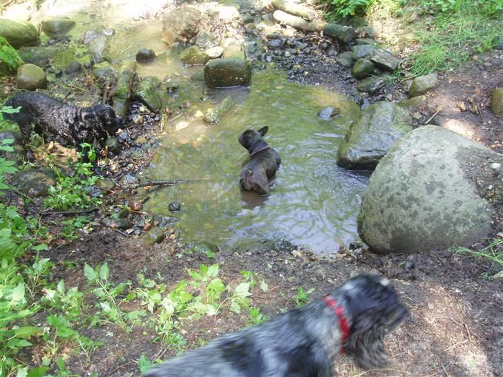 Fransk bulldog Anna-Bell billede 16