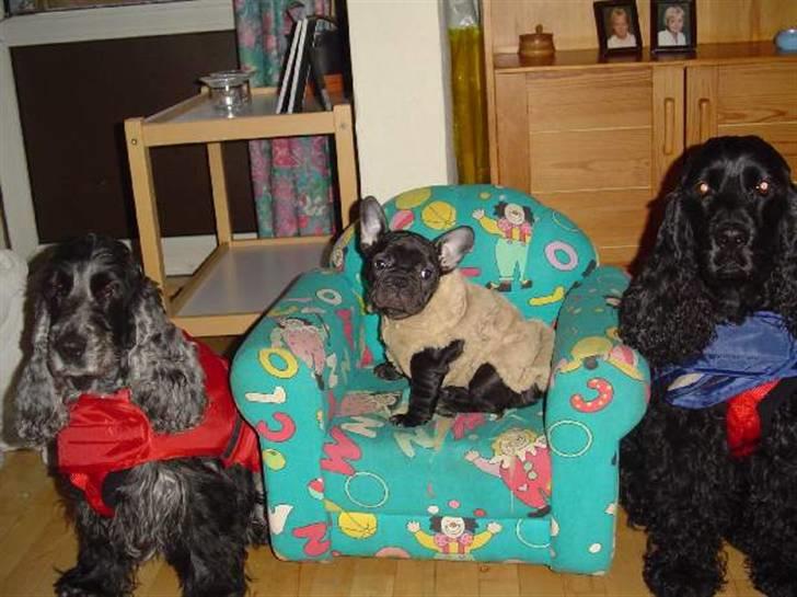 Fransk bulldog Anna-Bell billede 17