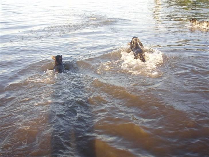 Fransk bulldog Anna-Bell billede 18