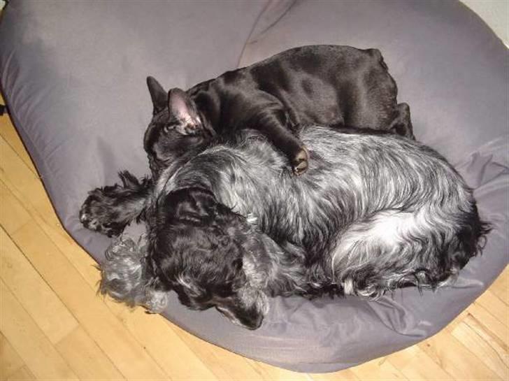 Fransk bulldog Anna-Bell billede 19