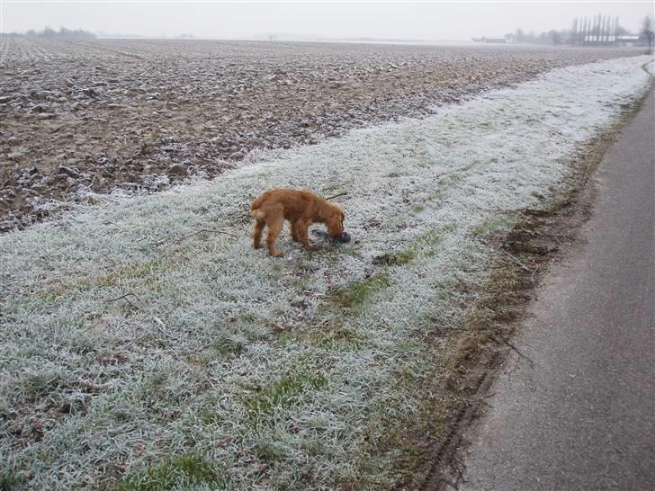 Cocker spaniel Dutten billede 5