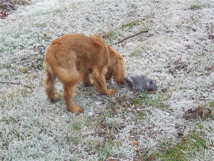 Cocker spaniel Dutten billede 6