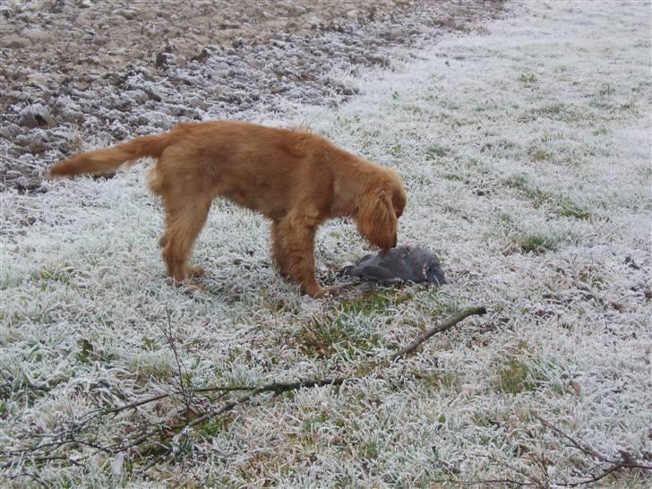 Cocker spaniel Dutten billede 7