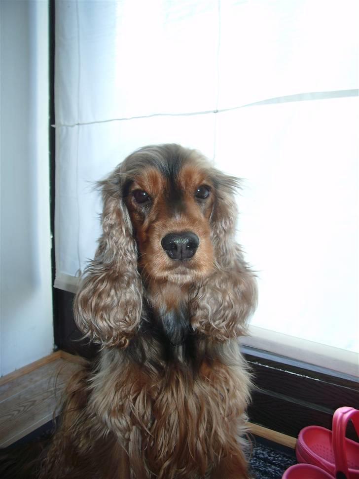 Cocker spaniel water-blue's Tabitha - Velkommen til Water-Blue´s Tabitha´s profil.. billede 1