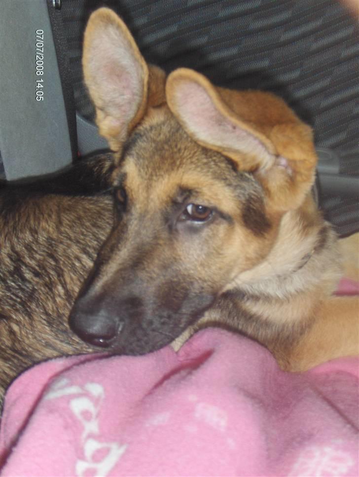 Schæferhund Chris<'3.. - Smukke! billede 17