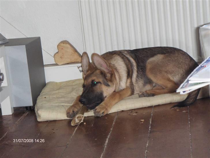 Schæferhund Chris<'3.. - Jeg leger bare! billede 18