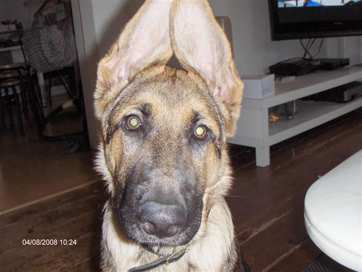 Schæferhund Chris<'3.. - Er jeg ikke bare sød? billede 19