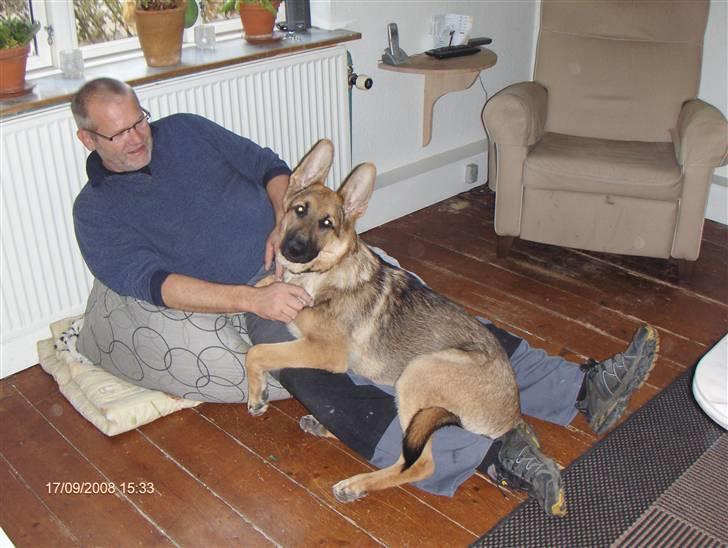 Schæferhund Chris<'3.. - Mig og Far! billede 20