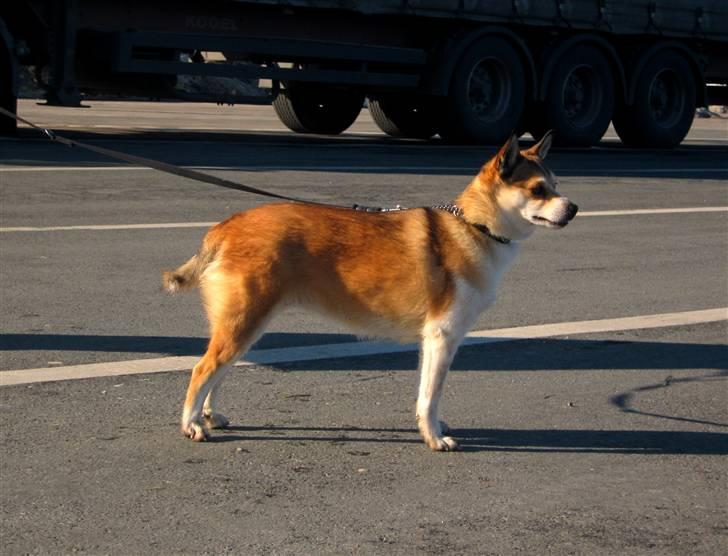 Norsk lundehund Ulfrigga Lundes Lunda - Opstilling //?.?-10 Fotograf: Sofie Weywadt  billede 13