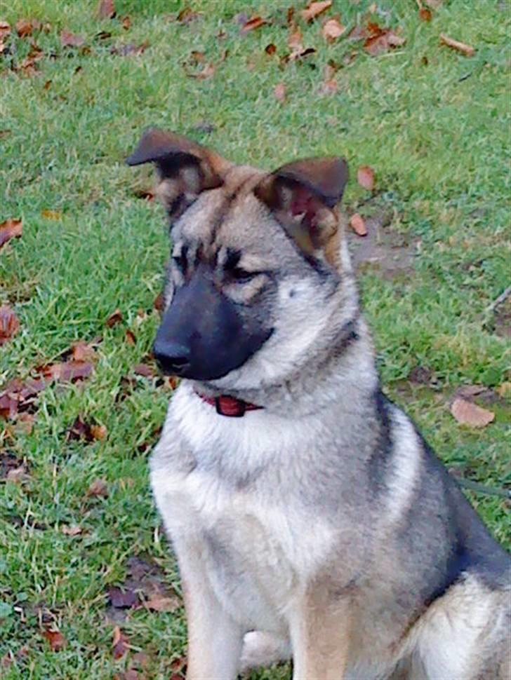 Blanding af racer Simba - endelig lykkedes det at side slille for mig billede 1