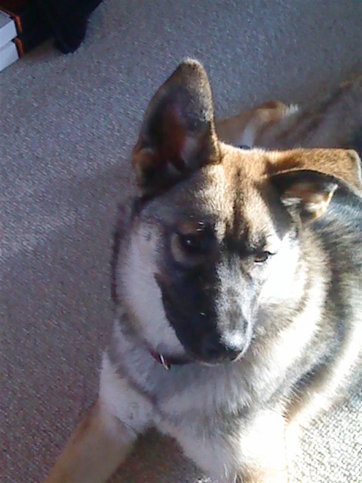 Blanding af racer Simba - simba i legehumør, "Skal vi lege" billede 2