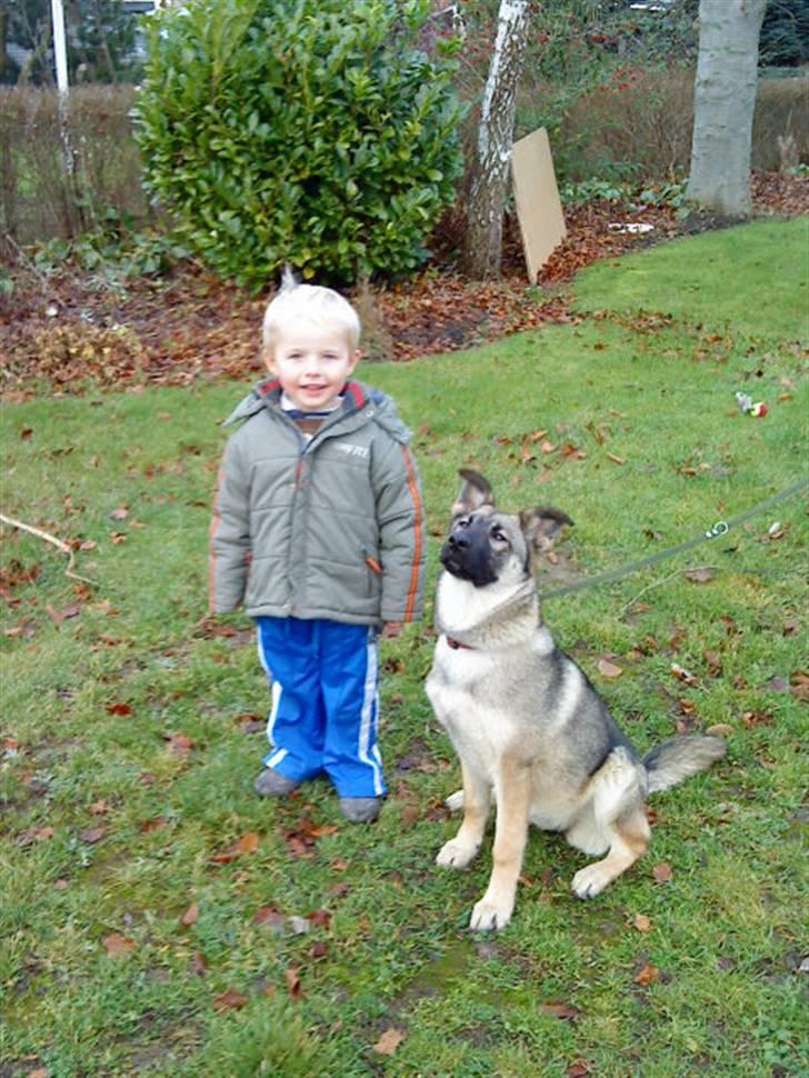 Blanding af racer Simba - Jonas vores dreng og Simba billede 3