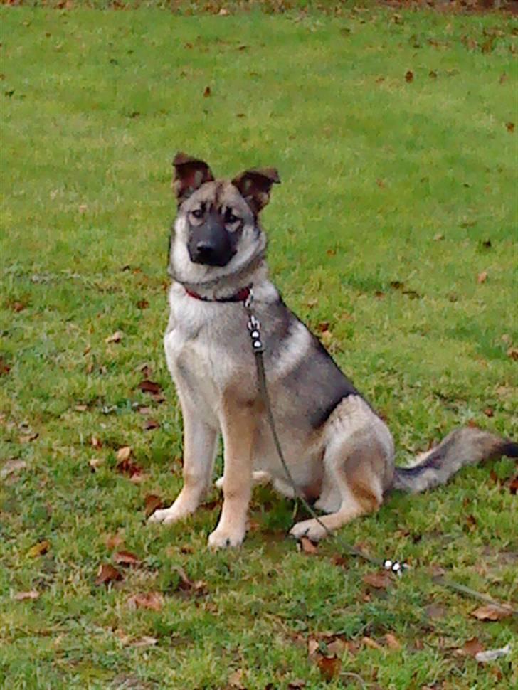 Blanding af racer Simba billede 4