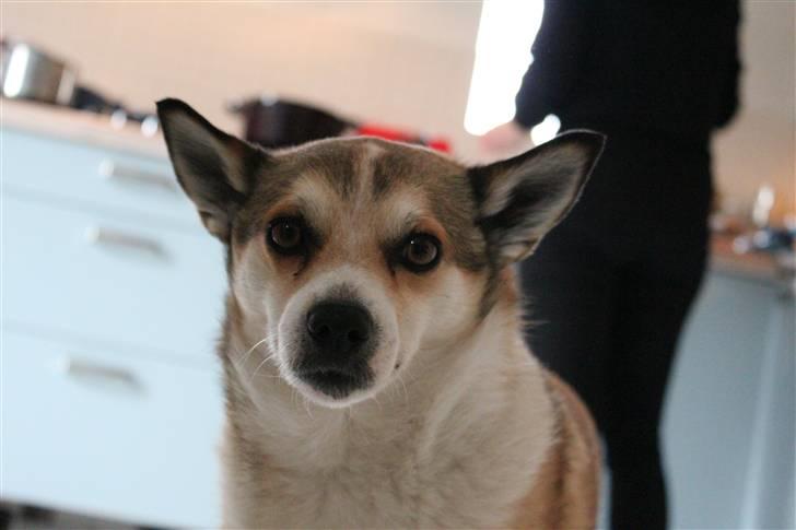 Norsk lundehund Ulfrigga Lundes Lunda - Lunda i køkkenet. :D  //6-4-2011 Fotograf: Sofie Weywadt [Mig] billede 14