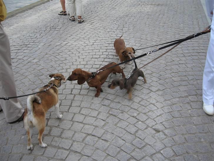 Norsk lundehund Ulfrigga Lundes Lunda - Lunda hilser på de royale ^^´ Da kongefamilien var i Holbæk. billede 16