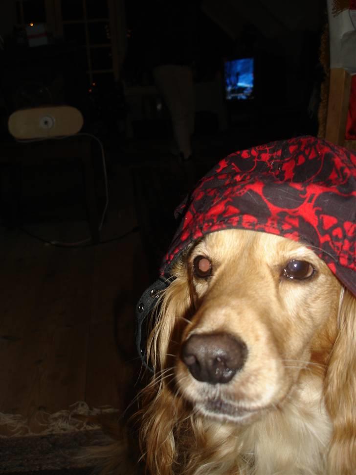 Cocker spaniel Mush-Mush - gangsta! xD billede 3
