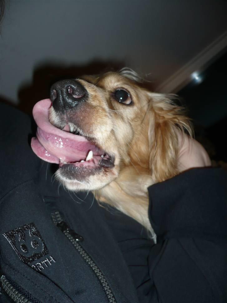 Cocker spaniel Mush-Mush - Mums :D billede 4