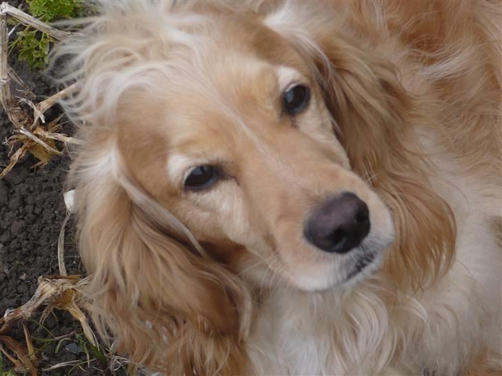 Cocker spaniel Mush-Mush - mush chille`r billede 5