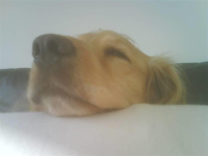 Cocker spaniel Mush-Mush - nååår sov sødt lille mushy<3 billede 6