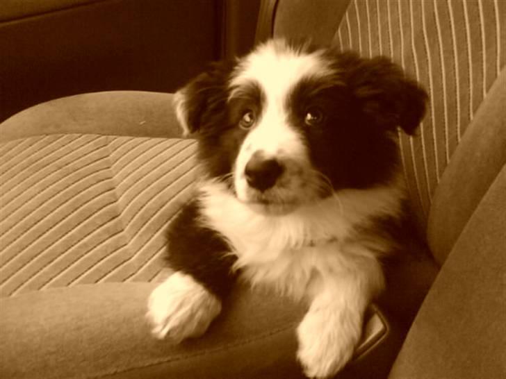 Border collie Celine - hejsa :D billede 3