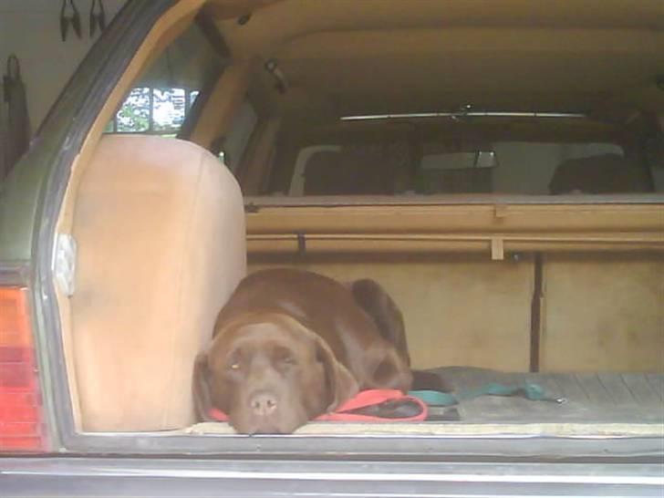 Labrador retriever Molly<3 - Nu har jeg ventet heele dagen på at gå tur! Kom nuuuuuu billede 2