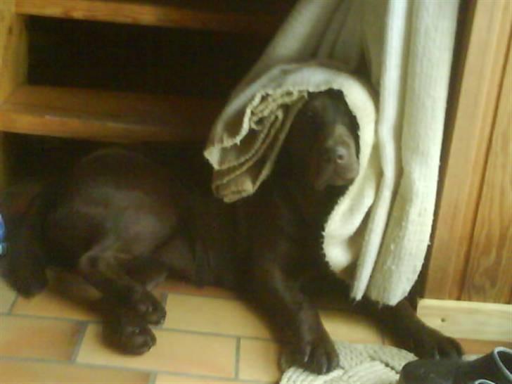 Labrador retriever Molly<3 - Hva? Var der nogen der sage Gå tur?? billede 3