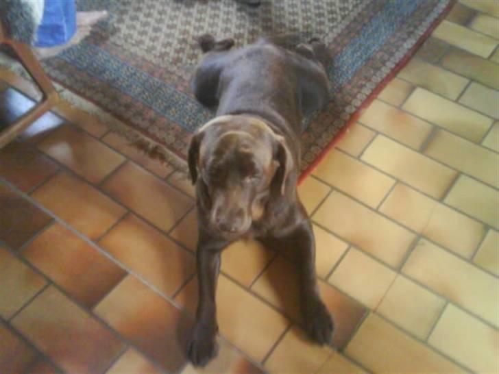 Labrador retriever Molly<3 - Jaa? Hun har en sjov måde at lægge på hehe ;p billede 4