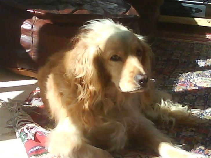 Cocker spaniel Mush-Mush - Mush stener i solen <3 billede 8