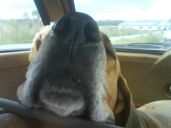 Broholmer Asta<3 - Heeej!!! billede 1