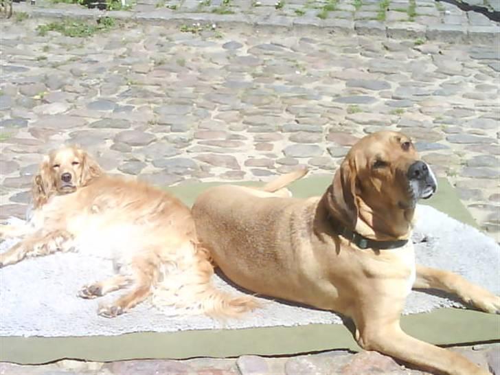 Broholmer Asta<3 - hygger i solen ;p<3 billede 2