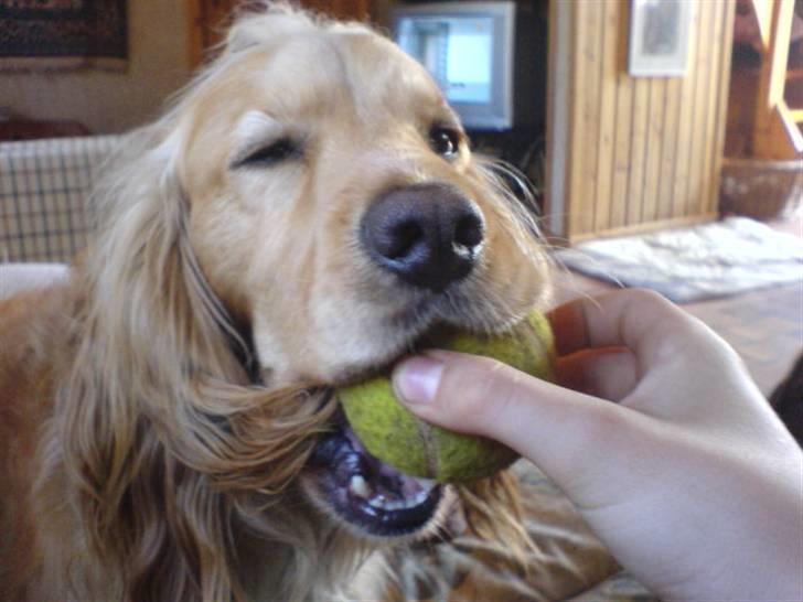 Cocker spaniel Mush-Mush - Han har en dejlig STOR mund haha billede 9