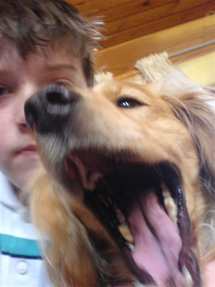 Cocker spaniel Mush-Mush - Gaaaaaaab XD billede 10