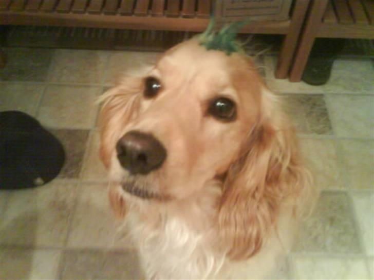 Cocker spaniel Mush-Mush - Han skulle lige leget punker ;D billede 11