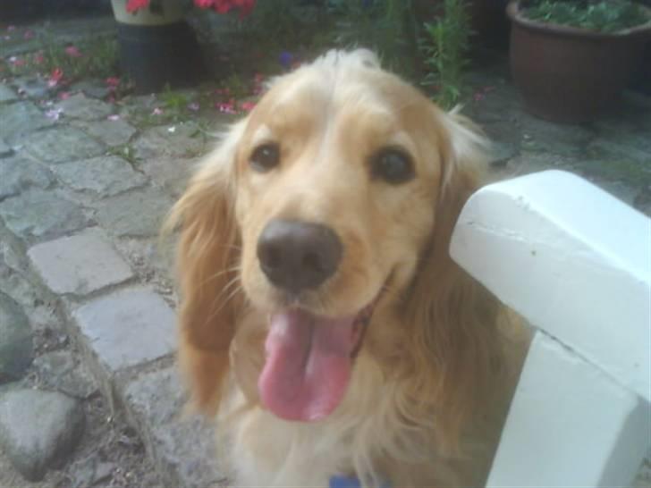 Cocker spaniel Mush-Mush - Er jeg ik sød?<3 billede 12