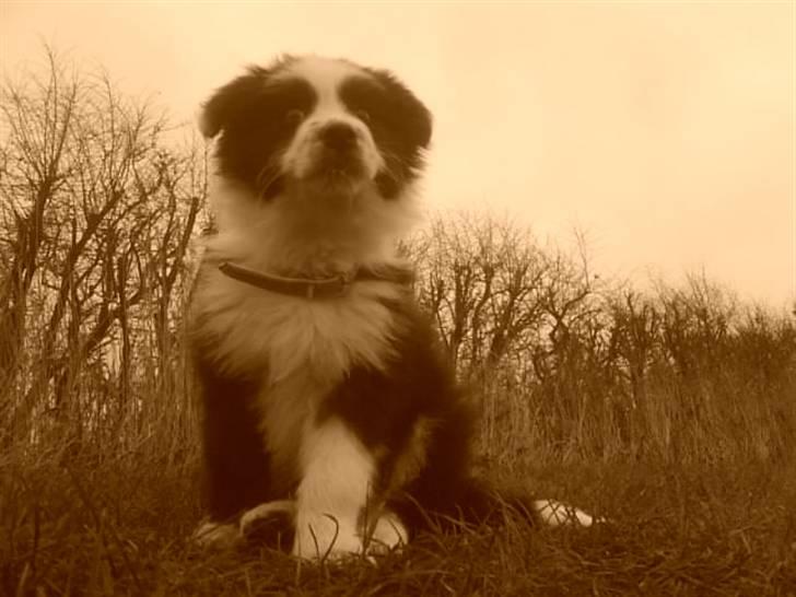 Border collie Celine - Og her sidder jeg så ;P billede 4