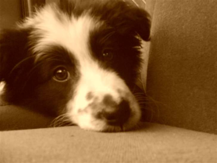 Border collie Celine - Ej se lige mig... :O billede 5
