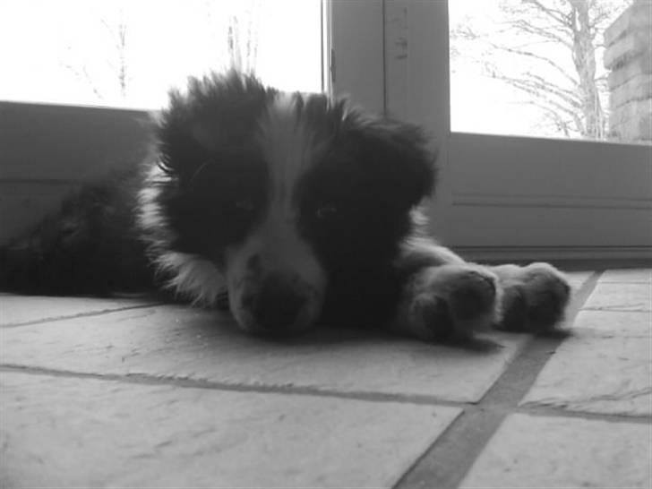 Border collie Celine - Puu nu er jeg da bare træt  :-(|) billede 6