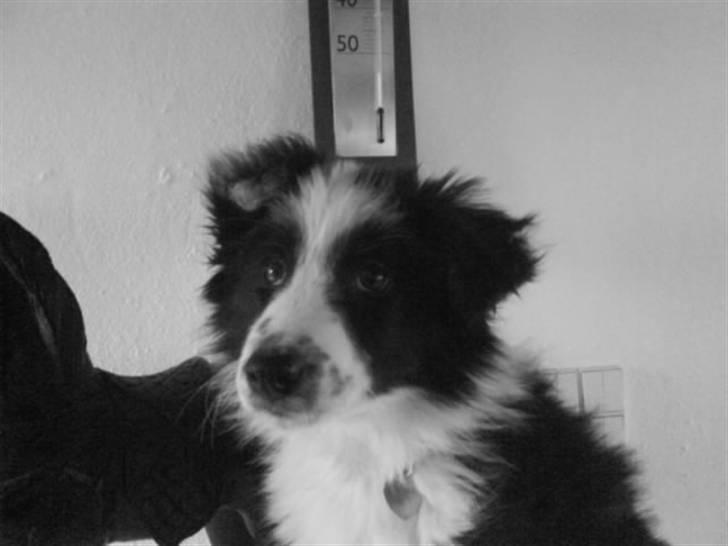 Border collie Celine - Hej der ude :-(|) billede 7