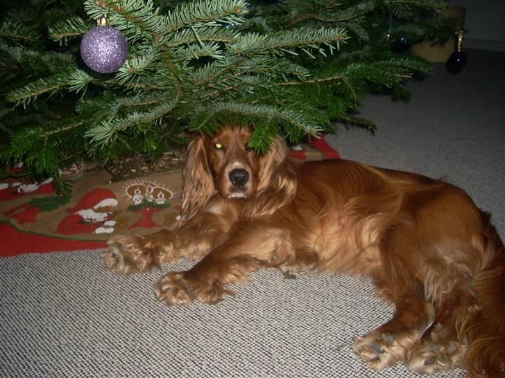 Cocker spaniel Tayson billede 17