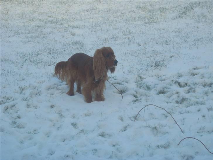 Cocker spaniel Tayson billede 18