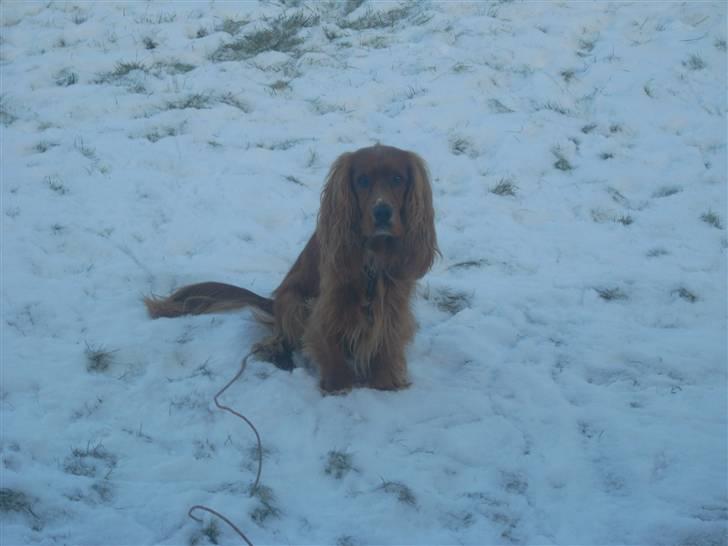 Cocker spaniel Tayson billede 19