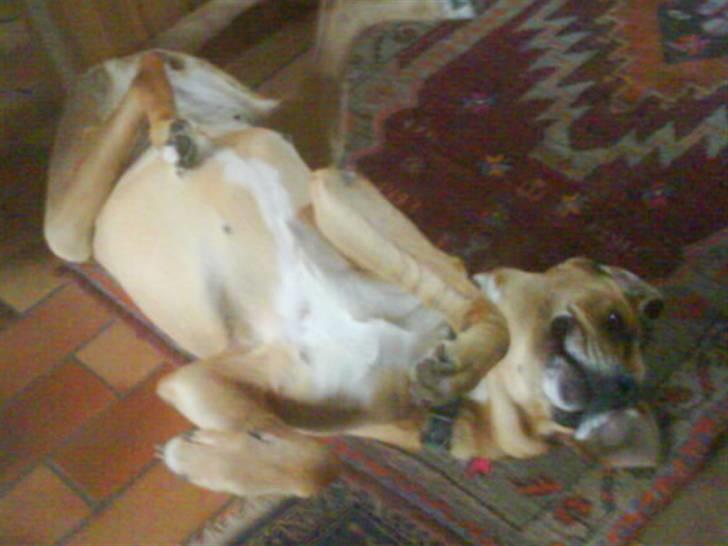 Broholmer Asta<3 - weeeee billede 3