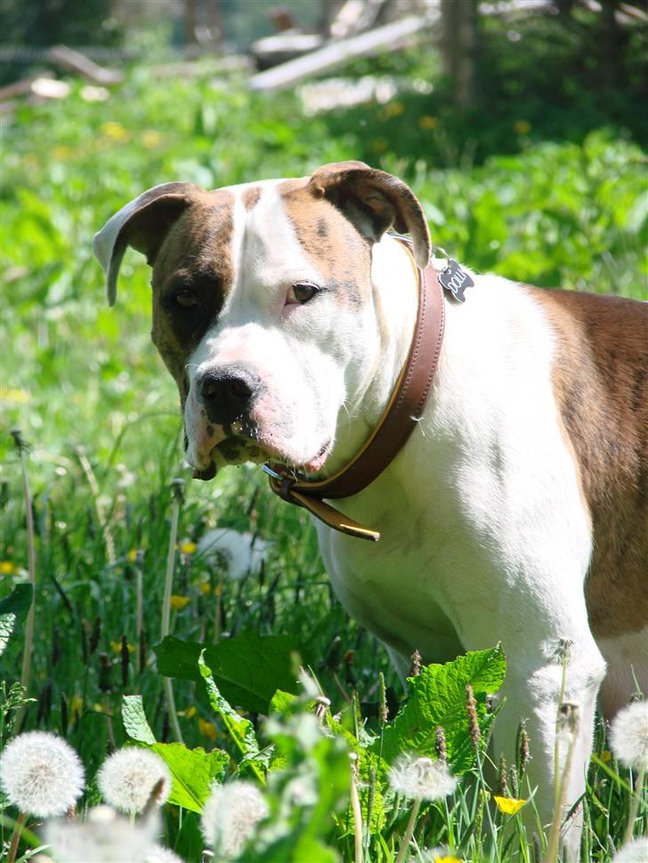 Amerikansk bulldog Doller - SMUKKE! billede 1