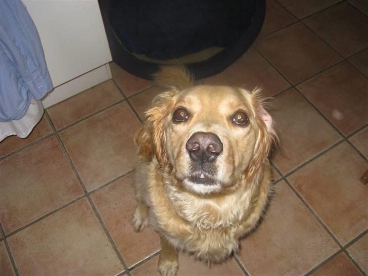 Golden retriever Luffe<3 - hvad kigger du på? billede 10