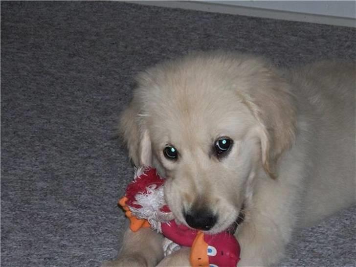 Golden retriever Bella - Bella som baby billede 16