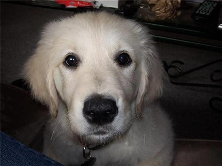 Golden retriever Bella - Babybella billede 17