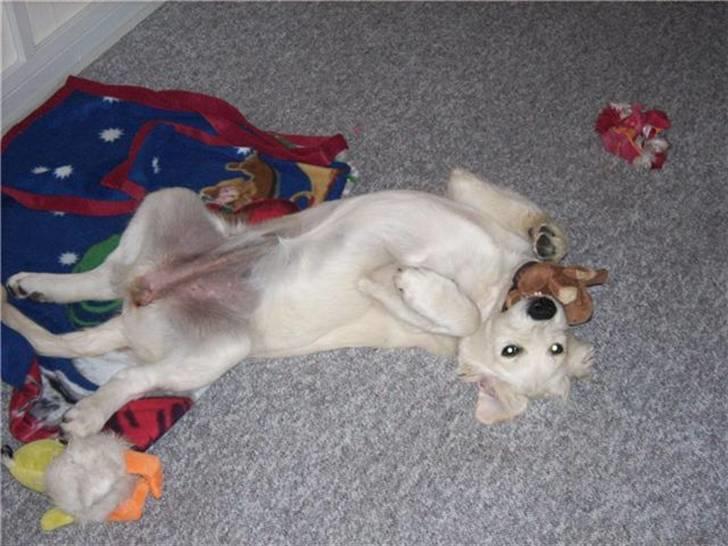 Golden retriever Bella - Dengang var hun også så legesyg... billede 18