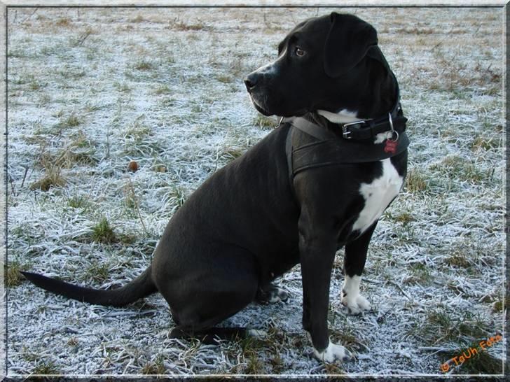 Blanding af racer Naja - Naja i fuld figur og vagtsom.  Taget d. 2/1-09.  Fotograf : Tina Arnth billede 12